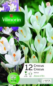 Crocus Jeanne D'Arc (x12)